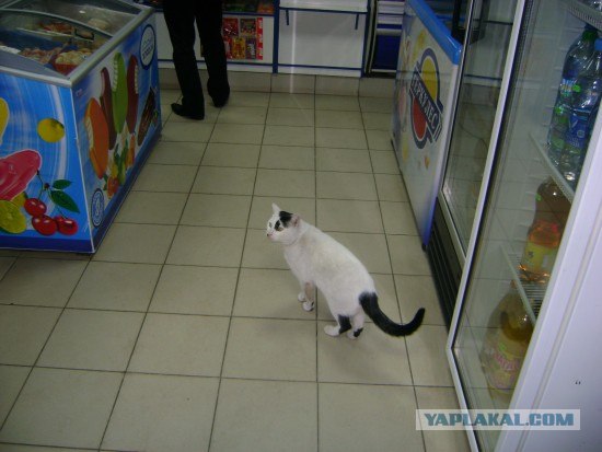 Котовторник на 03.02.2009