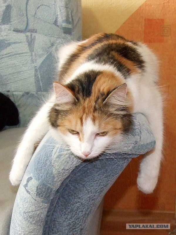 Котовторник