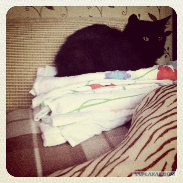 Котовторник с Кузей