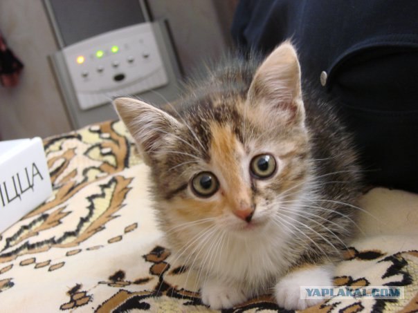 Котовторник (28.02.2012)