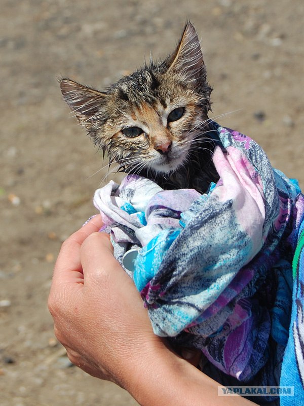 Котовторник 27.03.2012
