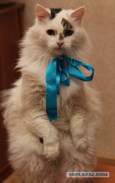 Котовторник 24.04.2012