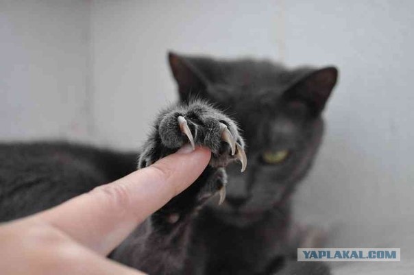 Котовторник  19.06.2012