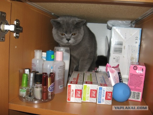 Котовторник 03 07 2012