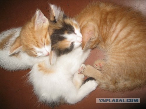 Котовторник  17.07.2012