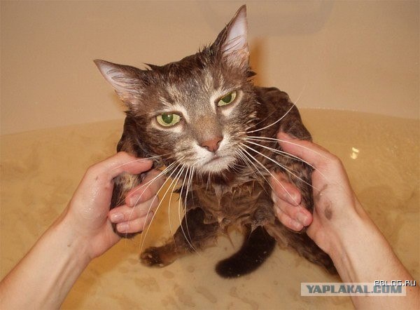 Ты не жилец, хозяин