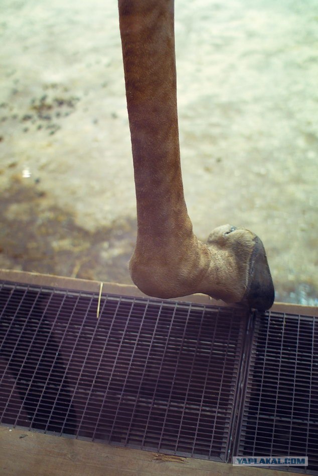 Московский зоопарк