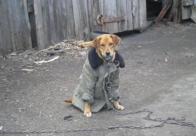 Живность из сети