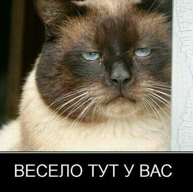 Медведь балдеет