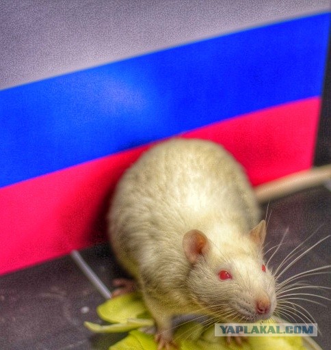Главное из обращения Путина