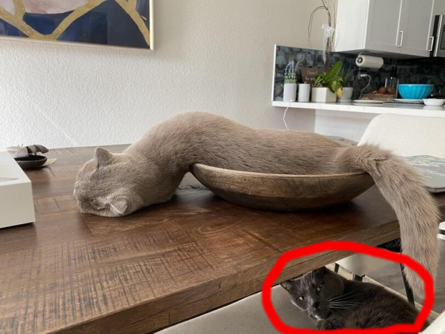 Коты они такие