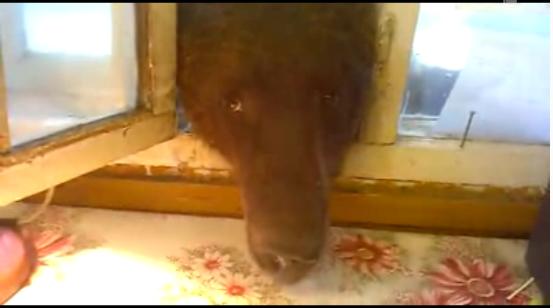 Медведь на проходной