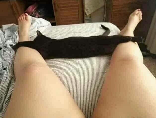 Девушки и котики