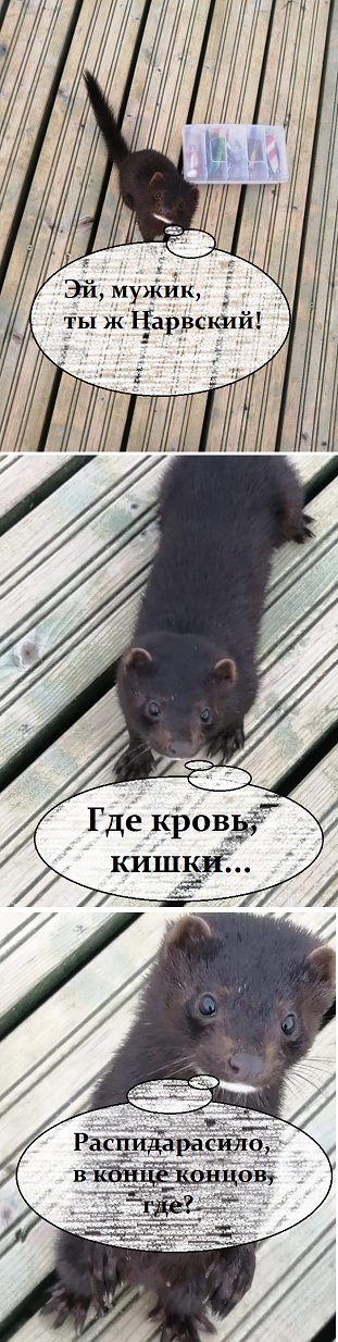 Ласка? Всё таки норка