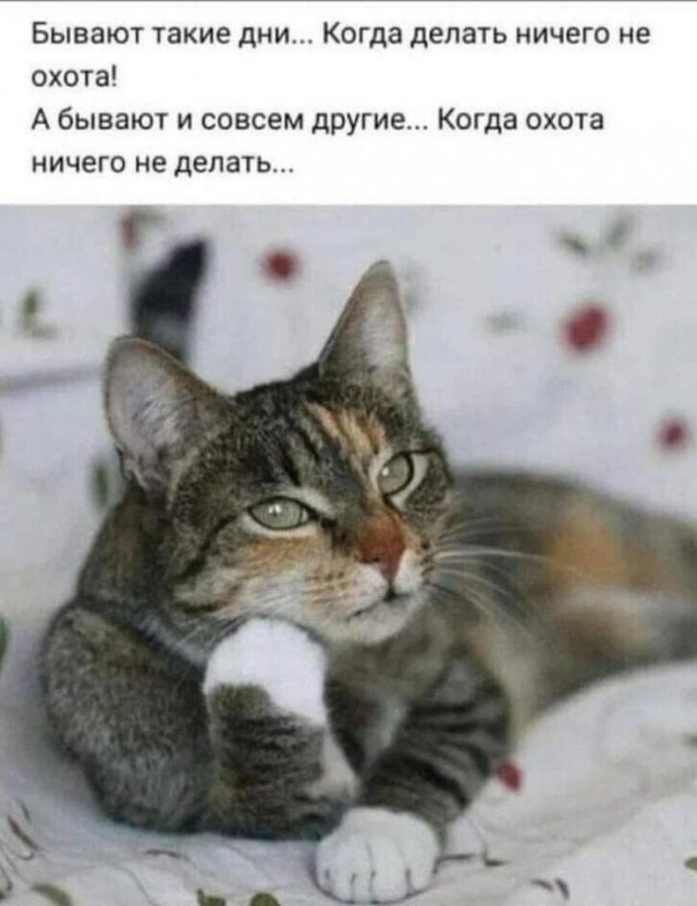 Картинки и мемы, всем хороших выходных