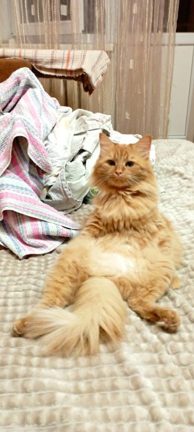 Ура! Котовторник.
