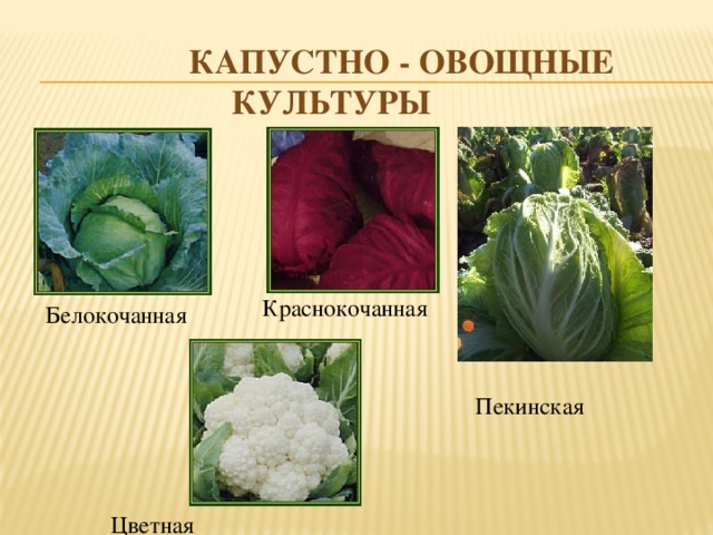 Три примера капустных
