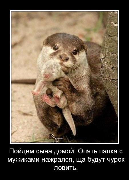 Выдры наказали обезьяну