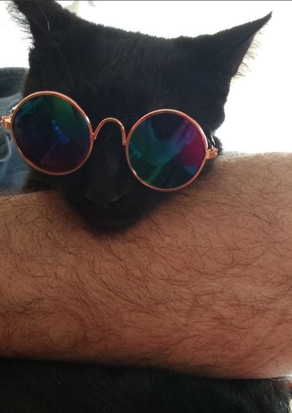 Котэ, совэ и все-все-все