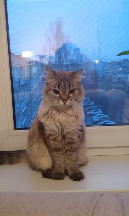 Мои сибирские красотки