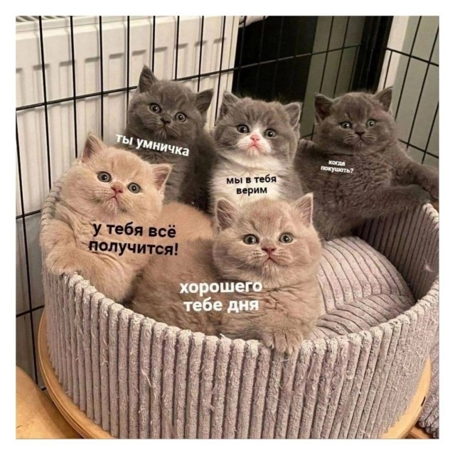 К котовторнику: подборка картинок-баянов с котиками и про котиков. Выпуск 4