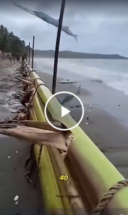 Барракуда. Лютый хищник.