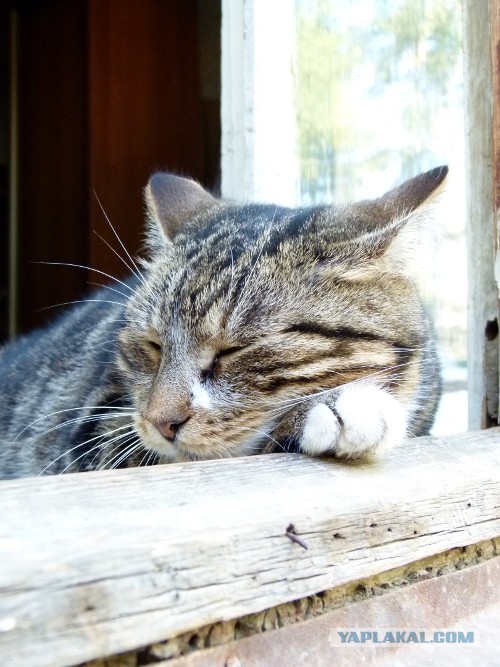 Котовторник 03.09.2013