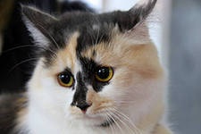 Невыразительные коты