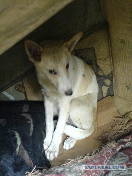 Спасенные собаки