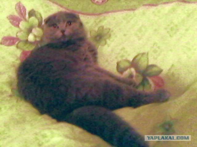 Котовторник 18.03.2014