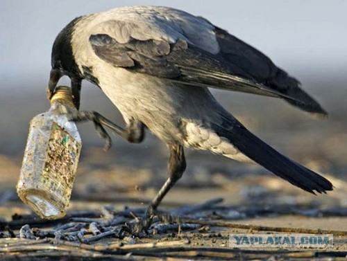 Существа, которых стоит бояться