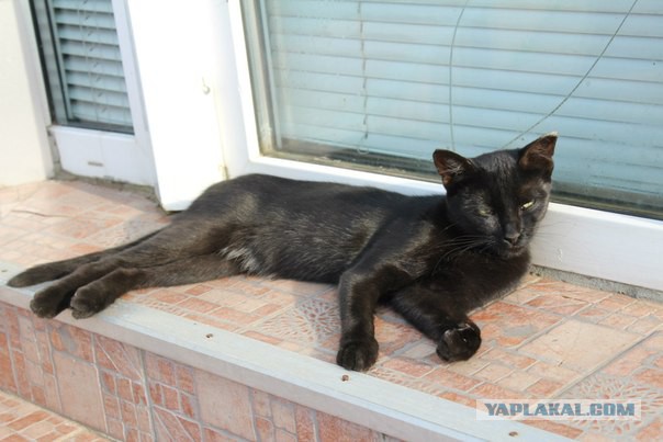Котовторник  08.07.2014