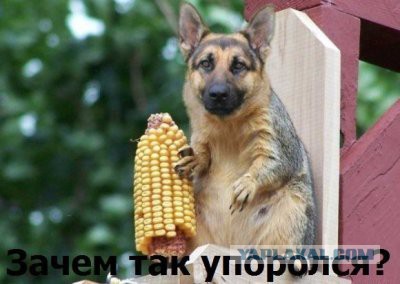 Сказка на ночь.
