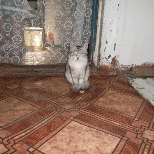 Котовторник 09.09.2014