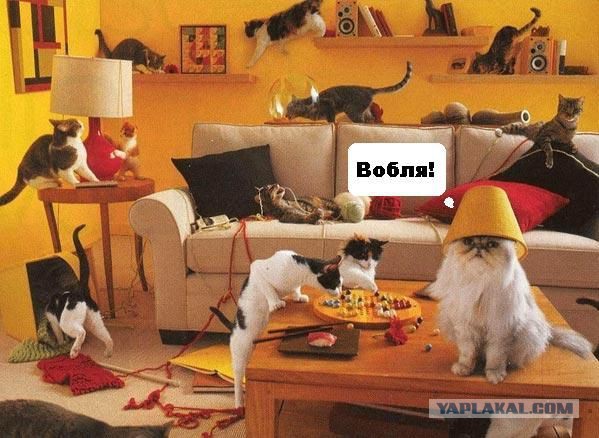 Братишки, я вам картинок принёс!