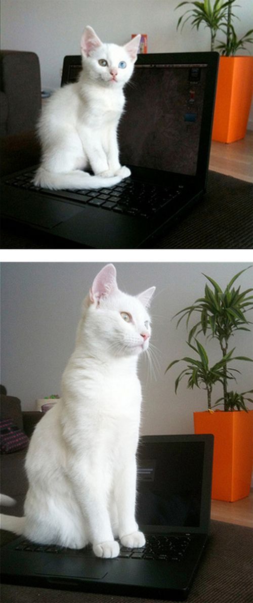Рисованный котовторник