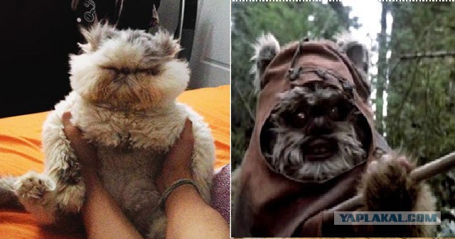 Забавные коты и кошки