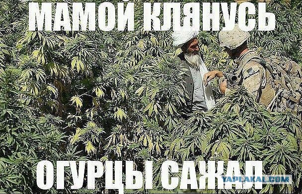 Алко-Нарко-Психо-Фармо и т.п. поборка