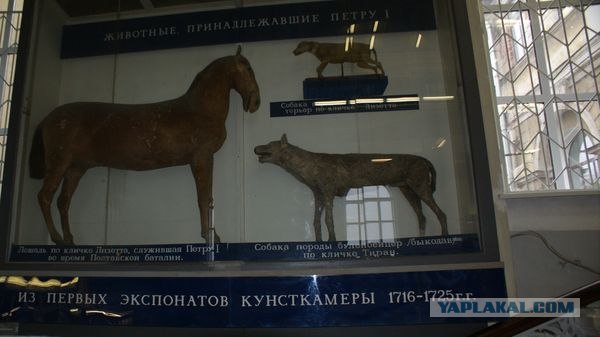 Праздник таксидермии.