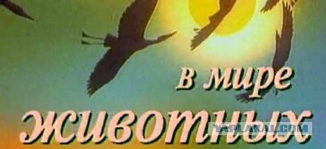 Фейлы Сирийских Боевиков
