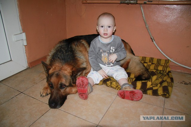 Собакины