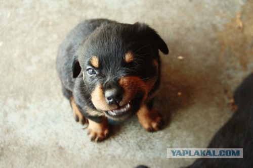 Собакочетверг