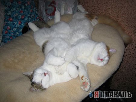 Коты, кошки, котята