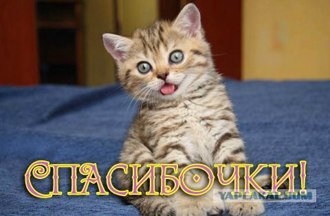 Как я стала кошатницей