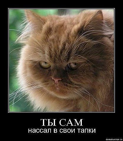 Демы к котовторнику!