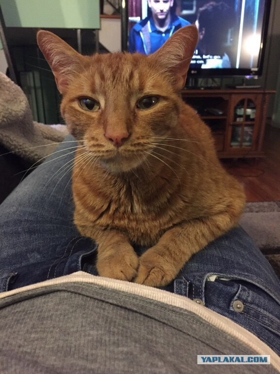 Этот ВЗГЛЯД!