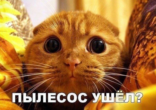 Мохнатые беспредельщики