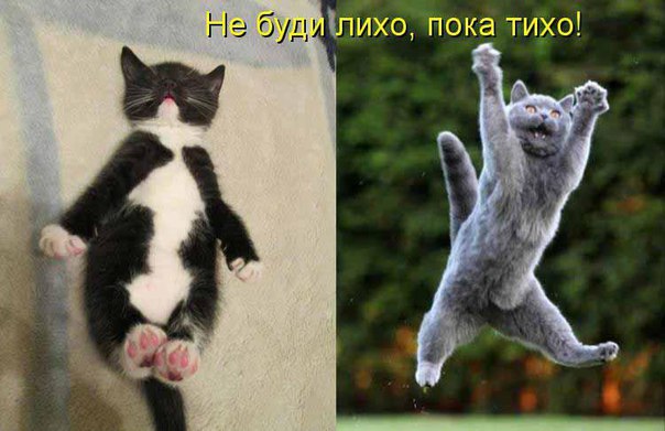 Прикольные животные