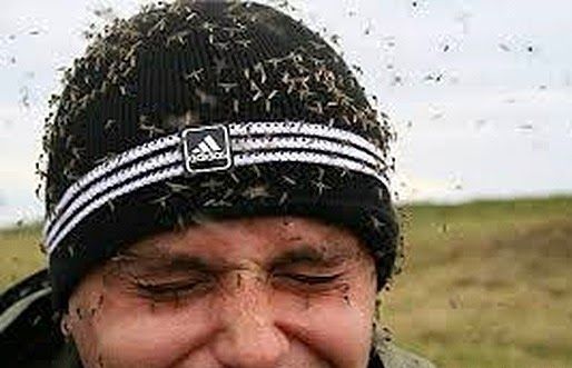 Дома в лесу, здесь бы я отдохнул!