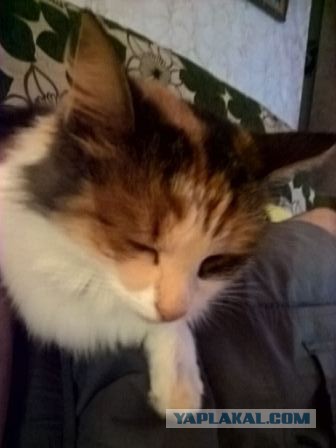Котовторник 04.10.16